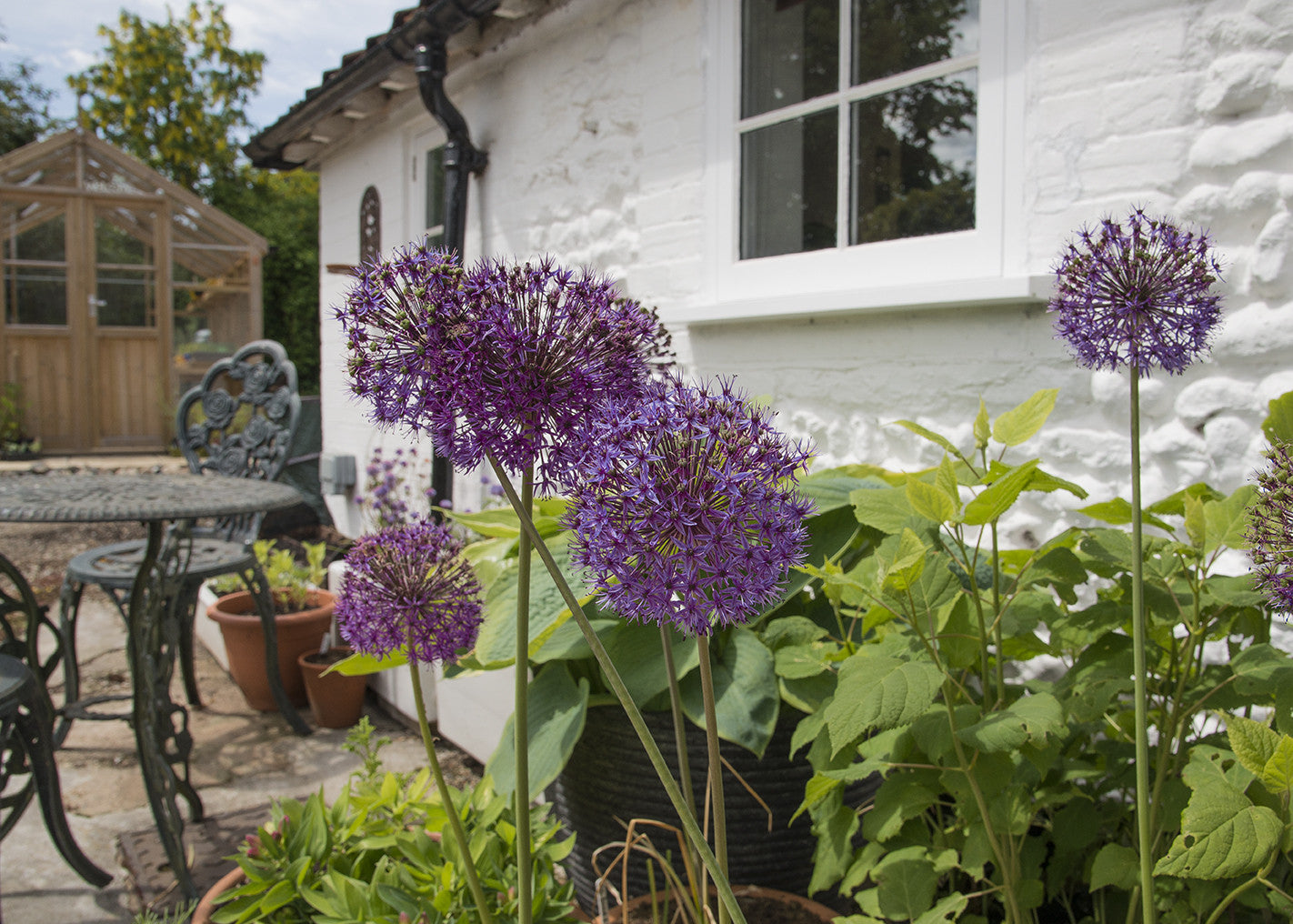 Swan Cottage